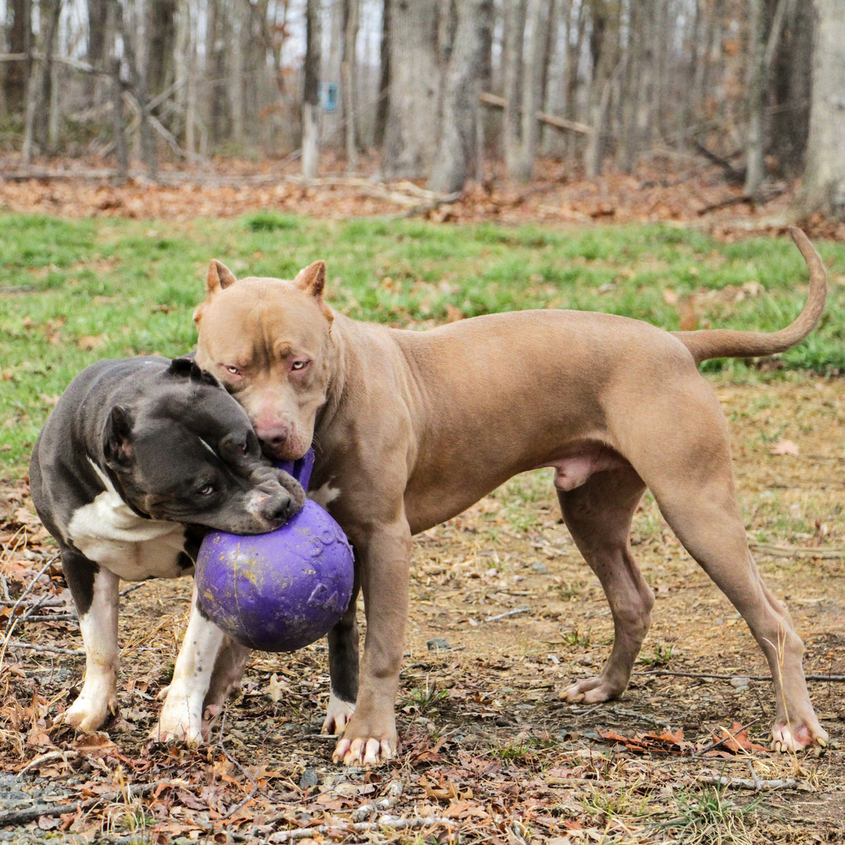 How to Start a Dog Breeding Kennel BadtotheBoneKennels