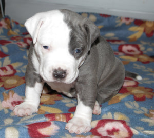 Pit Bull Puppy Tales: Buddha x Wild Child Puppies at 32 Days Old