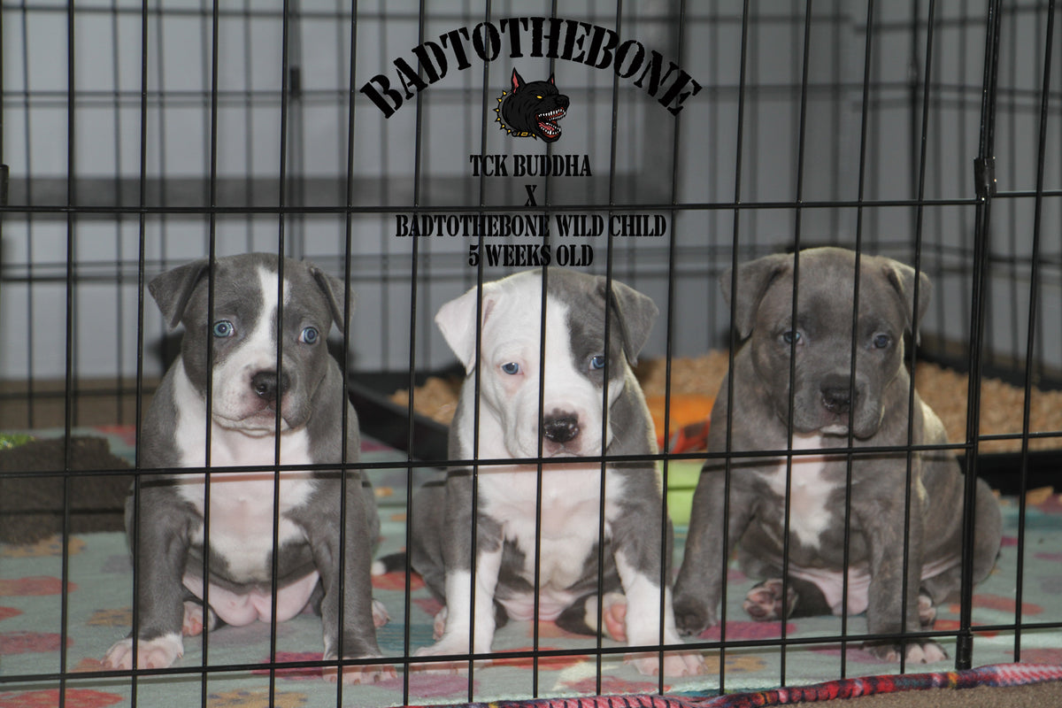 Week 5 With TCK Buddha x BadtotheBone Wild Child Litter