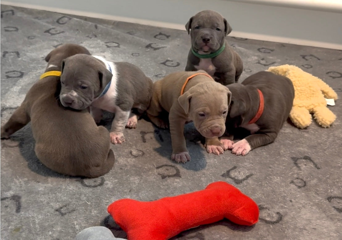 3 Week Old Pit Bull Puppy Updates: Whelping Box Exposure –  BadtotheBoneKennels, image size:1108x778
