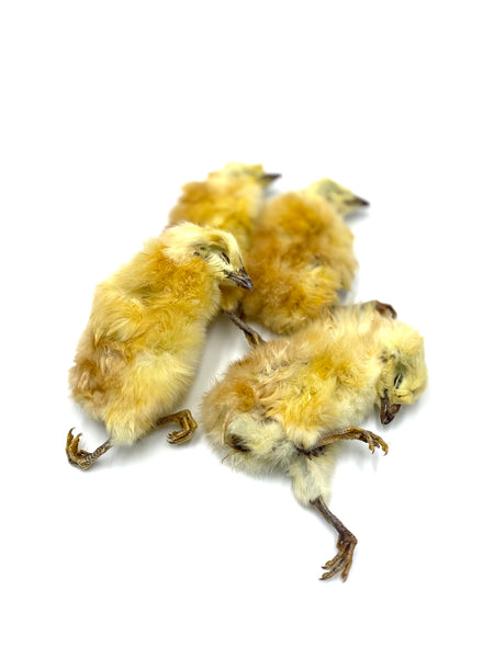 Dehydrated Whole Prey Chicks for Dogs - Whole Prey Birds, Whole Prey Dog Food