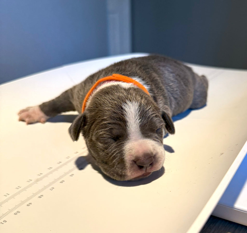 Why We Weigh Our Pit Bull Puppies Daily: Tracking Growth, Building Trust