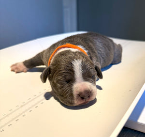 Why We Weigh Our Pit Bull Puppies Daily: Tracking Growth, Building Trust