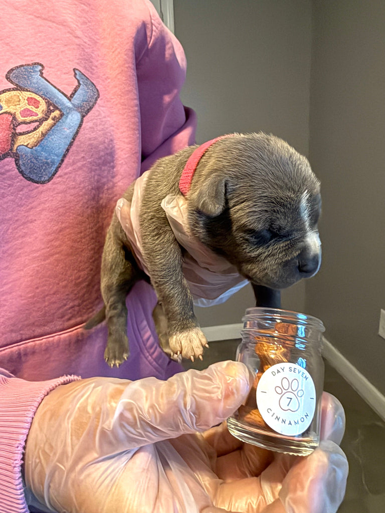 Raising Well-Rounded Pit Bull Puppies: Early Scent Introduction in Action