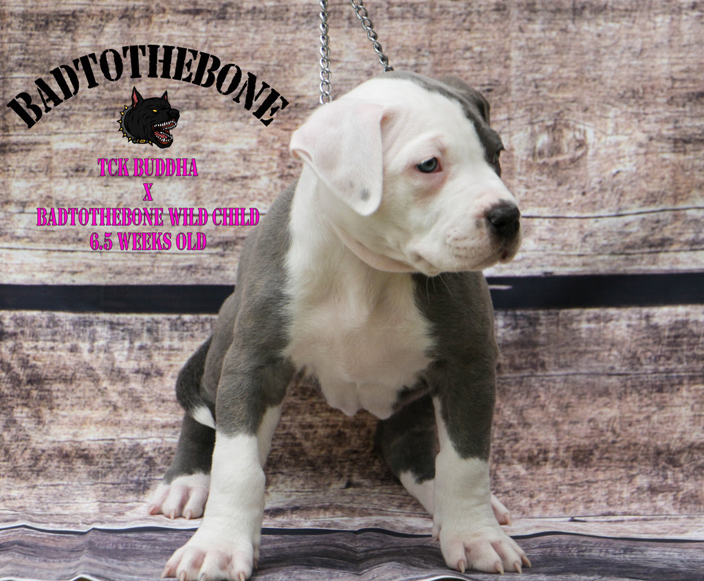 Picture-Perfect Pups: Week 6 Highlights From TCK Buddha x BadtotheBone Wild Child Photoshoot
