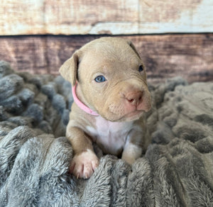 Why We Share Puppy Updates Privately: Building Trust Through Connection