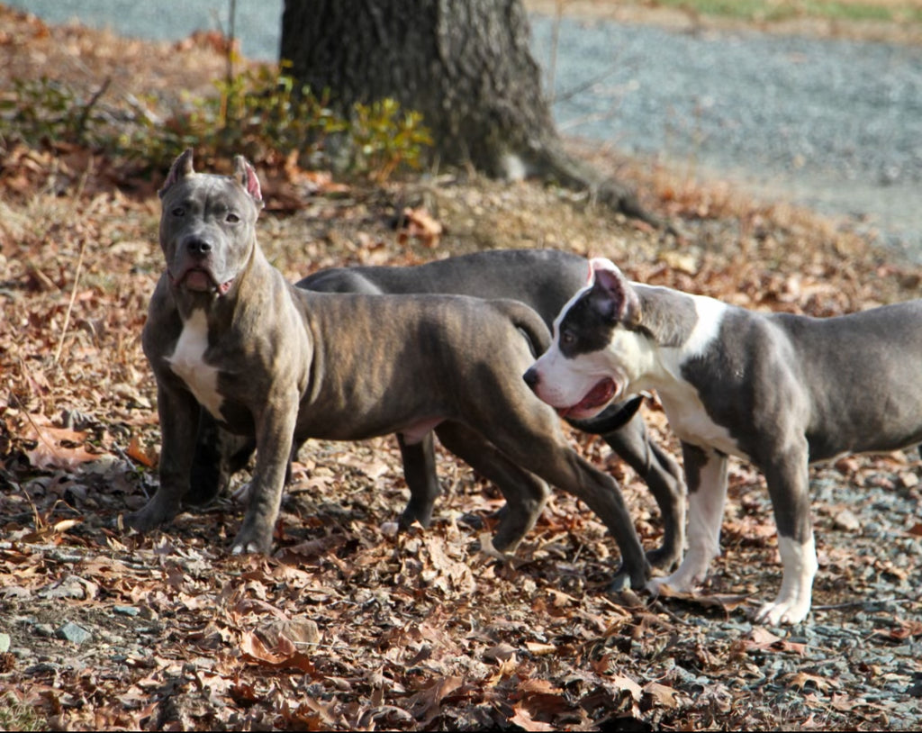 Understanding Ear Cropping for Pit Bulls