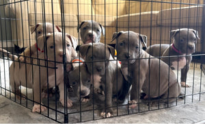 Raising Confident Pit Bull Puppies: Real-Life Exposure Starts Early