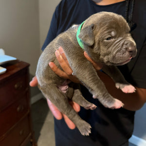 2 Week Old Pit Bull Puppy Updates: ENS/ESI Results