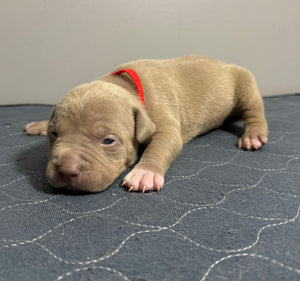 Puppies’ Eyes Are Opening—Now What?