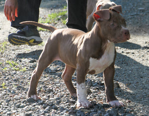 Available Pit Bull Puppies!