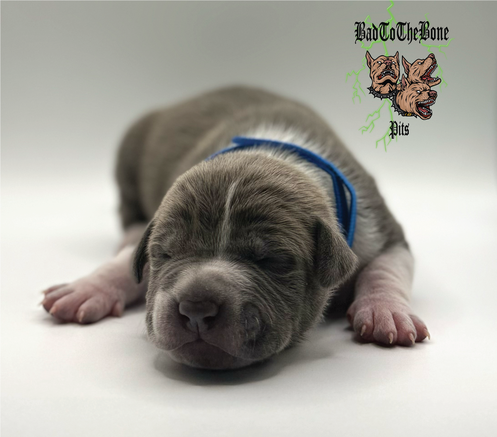 1 Week Old Pit Bull Puppy Updates