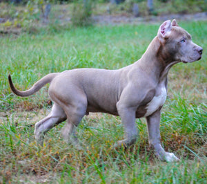 Det er billigt dør spejl værktøj Bad to the Bone Kennels: Premier Breeder of American Pit Bull Terriers –  BadtotheBoneKennels